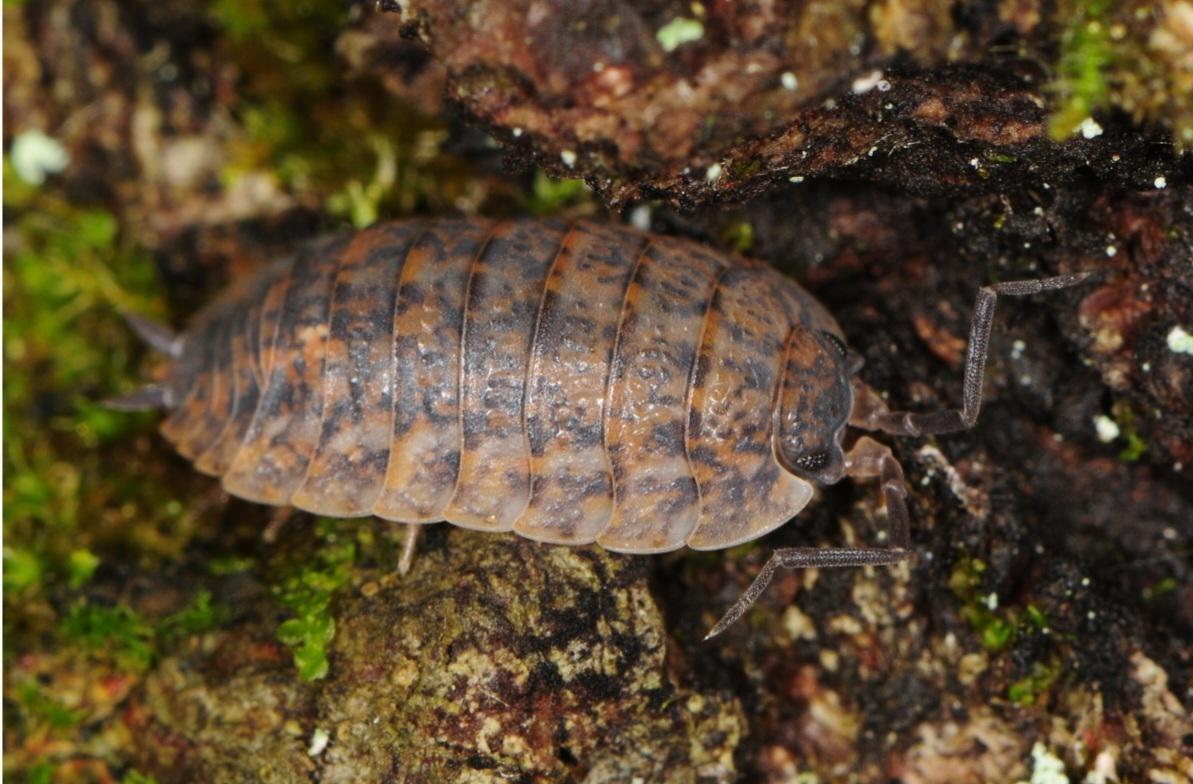 isopods adaptations