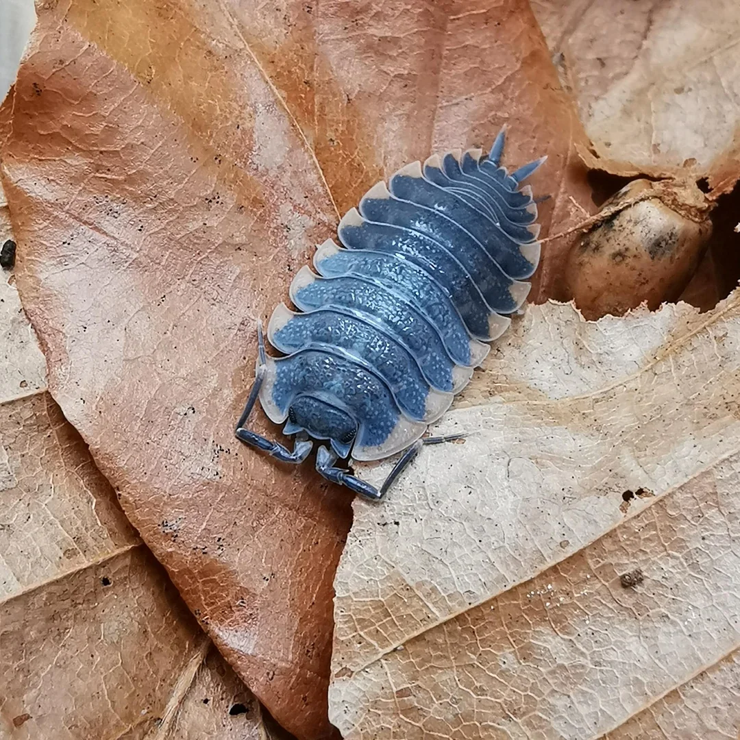 are isopods bugs